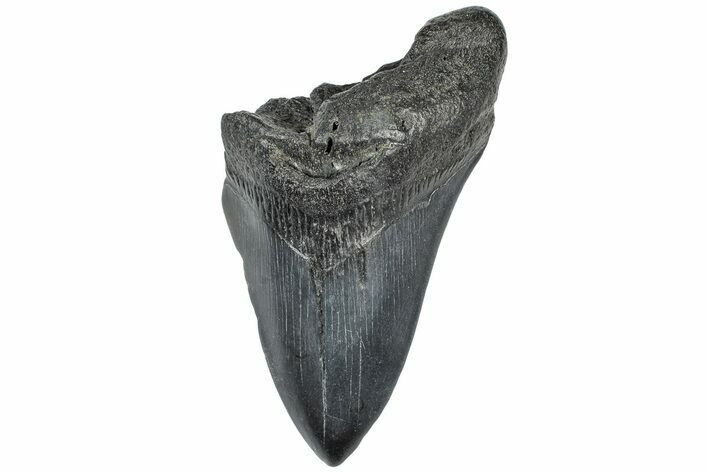 Partial, Fossil Megalodon Tooth - South Carolina #307659